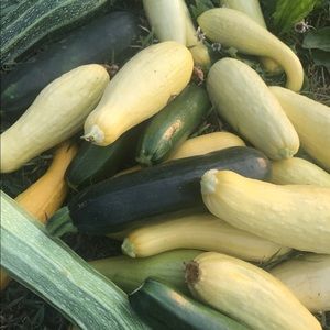 Meet your Posher, Gracie